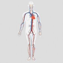 Vein Clinic Brescia